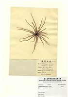 藏品(蜈蚣藻)的圖片